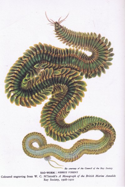 Ragworm, Nature in Britain published by Collins, 1946 by W. C. McIntosh